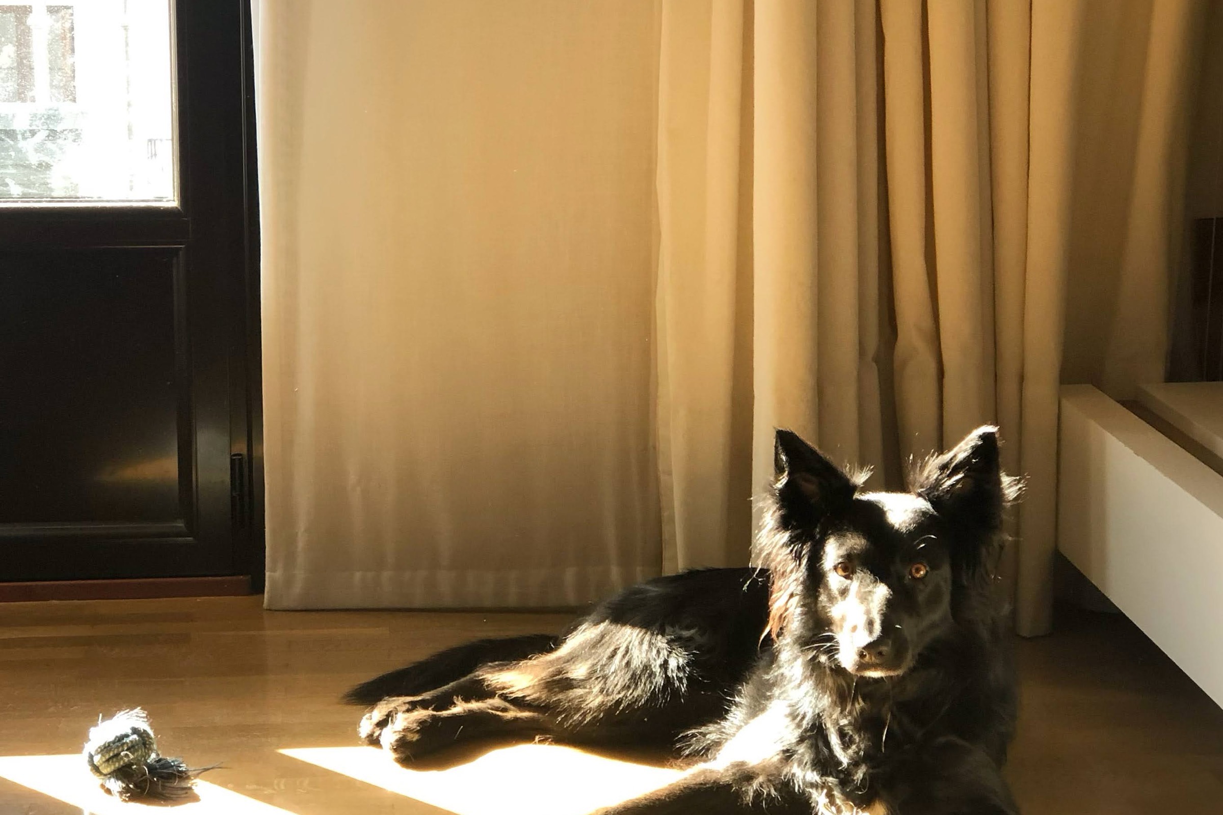 A dog resting on a low oak platform bed in a bright, uncluttered room